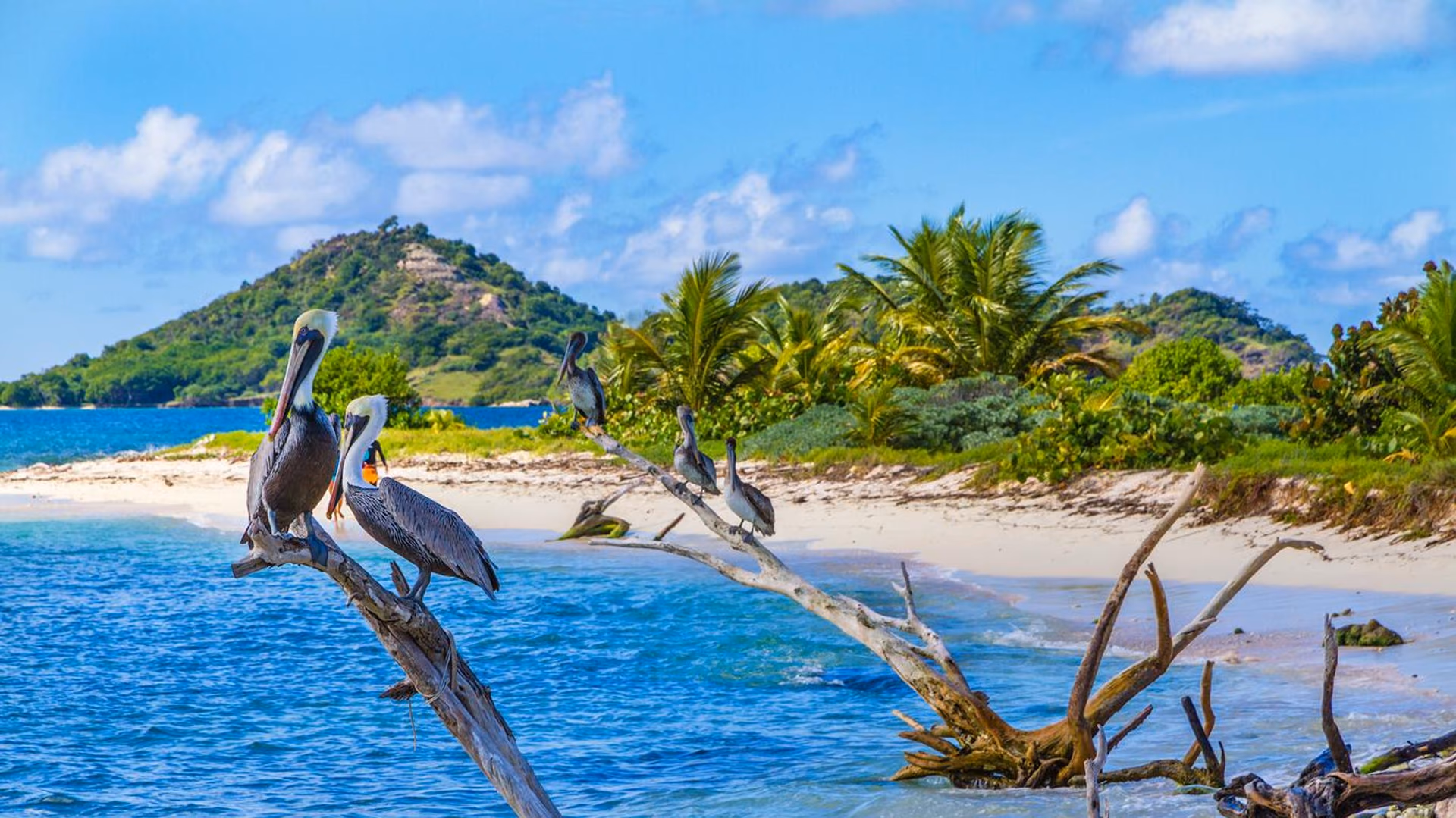 Grenadian Citizenship: Zero Tax on Worldwide Income for a Russian Businessman