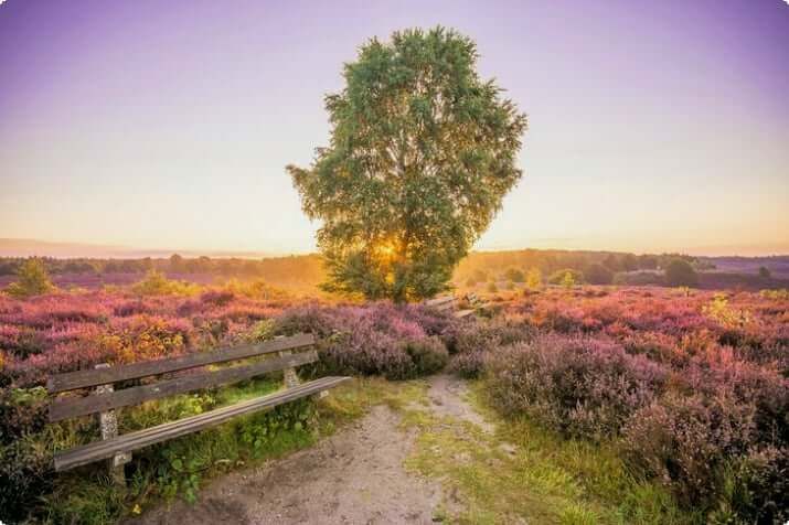 Netherlands Hoge Veluwe National Park Exploring Visitors Guide Touring Hoge Veluwe
