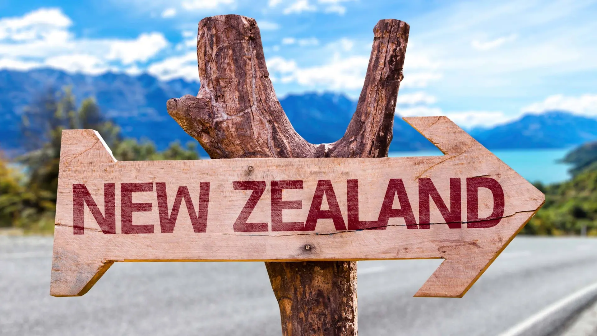 New Zealand Active Investor Plus Investor Visa: Results and Trends for 2026
